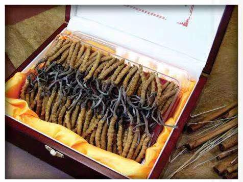 仪陇冬虫夏草回收